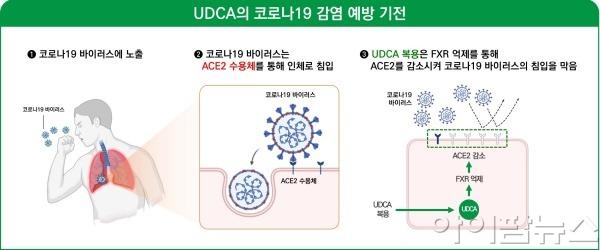 UDCA의 COVID19 예방.jpg